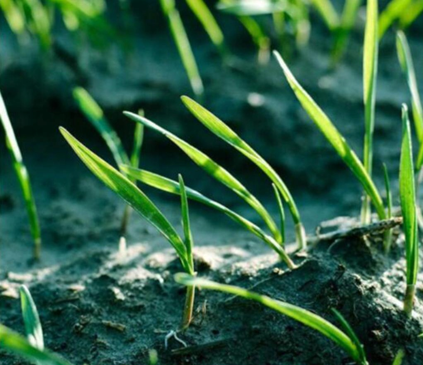 biologicky rozložiteľná rohož na trávu